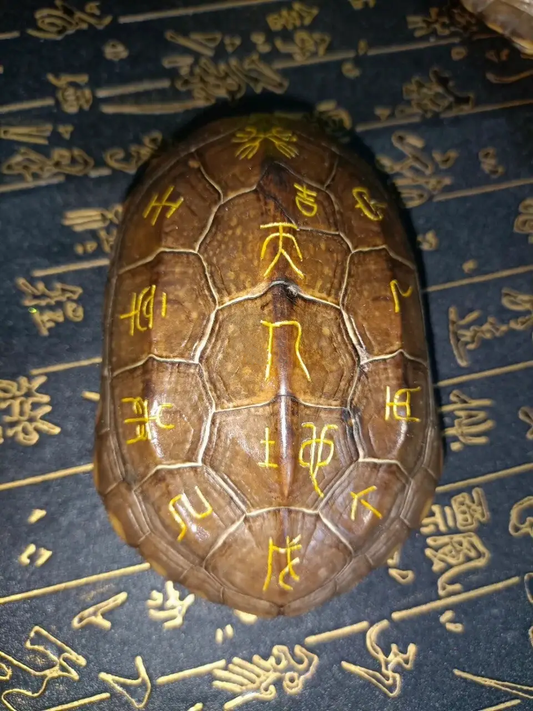 The Ancient Art of Turtle Shell Divination: Unlocking Fortunes and Blessings